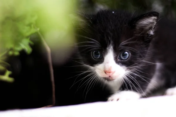 Kitten Peaking Greenery — стоковое фото