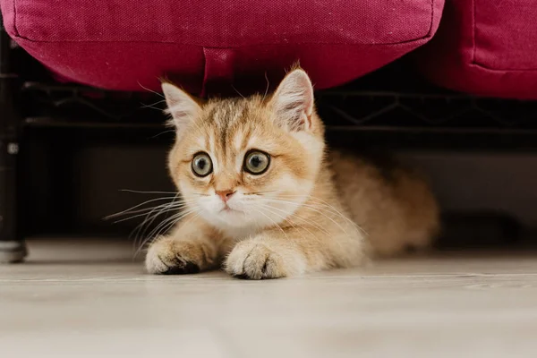 Foto Miedo Gatito Escondite —  Fotos de Stock