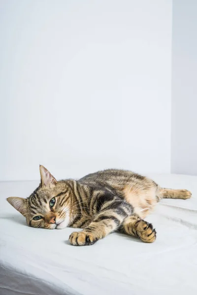 Gyönyörű Rövid Haj Macska Feküdt Ágyon Otthon — Stock Fotó