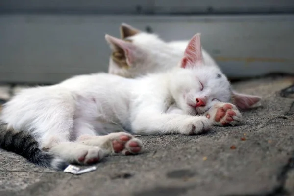 Białe Kociaki Śpiące Solidnie Betonie Zewnątrz — Zdjęcie stockowe