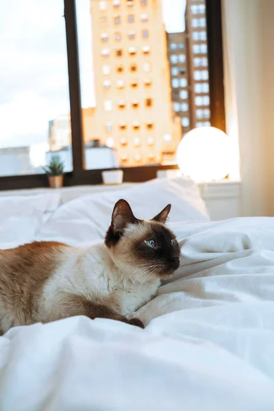 Sängkläder Siamesisk Katt Äggläggande Vitt — Stockfoto