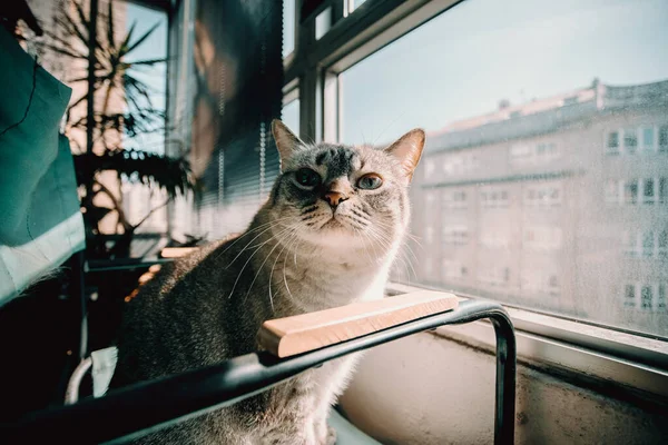 Γάτα Κοιτάζει Σας — Φωτογραφία Αρχείου