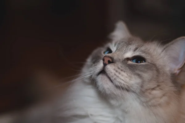 Grå Katt Med Blå Ögon Stockfoto