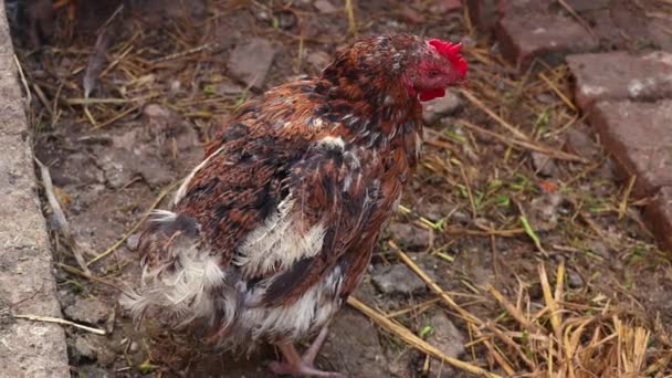 Kip Van Boerderij Het Dorp — Stockvideo