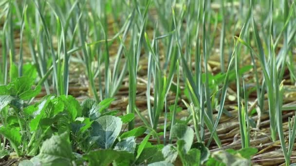 乡村农场里发芽的绿色大蒜植物 — 图库视频影像