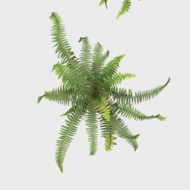 3D Rendering Giant Fern on WhiteBush of a green forest fern plant. Tropical leaves foliage plant bush floral arrangement nature backdrop isolated on white background