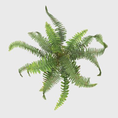3D Rendering Giant Fern on WhiteBush of a green forest fern plant. Tropical leaves foliage plant bush floral arrangement nature backdrop isolated on white background