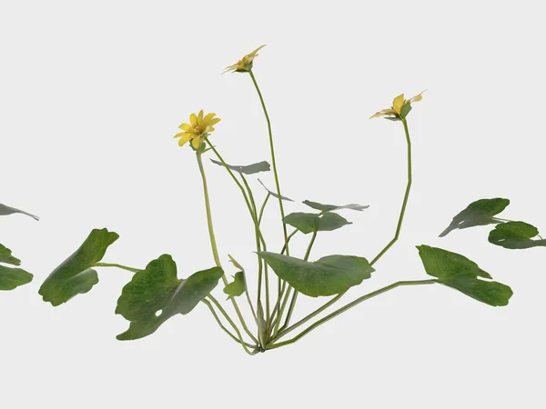 3D Rendering Giant Fern on WhiteBush of a green forest fern plant. Tropical leaves foliage plant bush floral arrangement nature backdrop isolated on white background