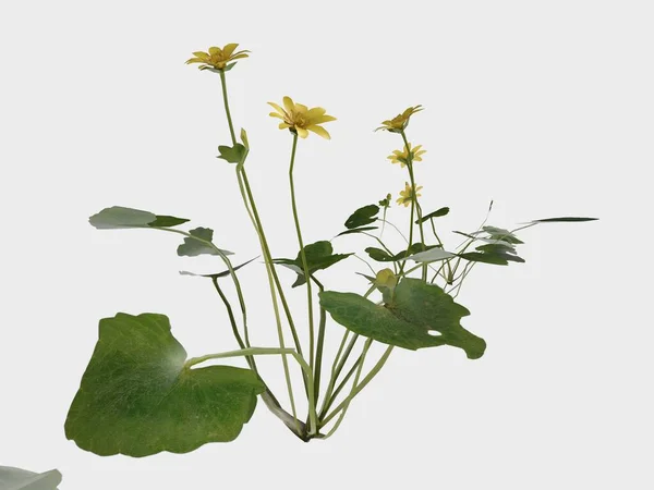 3D Rendering Giant Fern on WhiteBush of a green forest fern plant. Tropical leaves foliage plant bush floral arrangement nature backdrop isolated on white background