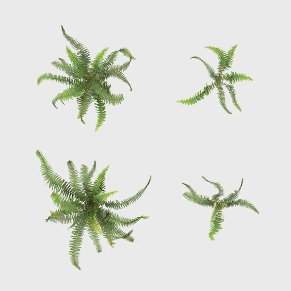 3D Rendering Giant Fern on WhiteBush of a green forest fern plant. Tropical leaves foliage plant bush floral arrangement nature backdrop isolated on white background