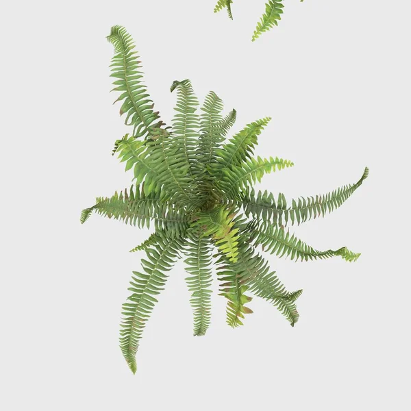 3D Rendering Giant Fern on WhiteBush of a green forest fern plant. Tropical leaves foliage plant bush floral arrangement nature backdrop isolated on white background