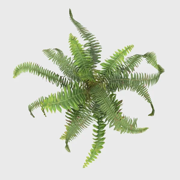 3D Rendering Giant Fern on WhiteBush of a green forest fern plant. Tropical leaves foliage plant bush floral arrangement nature backdrop isolated on white background