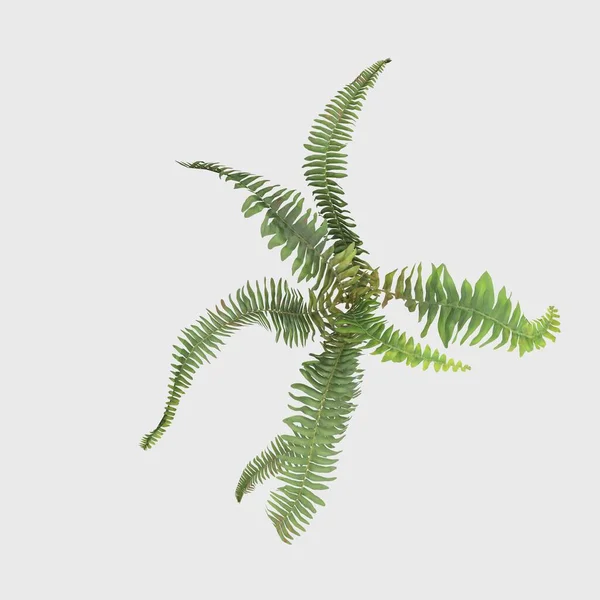 3D Rendering Giant Fern on WhiteBush of a green forest fern plant. Tropical leaves foliage plant bush floral arrangement nature backdrop isolated on white background