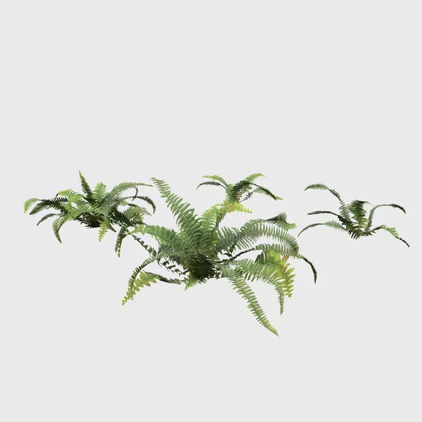 3D Rendering Giant Fern on WhiteBush of a green forest fern plant. Tropical leaves foliage plant bush floral arrangement nature backdrop isolated on white background