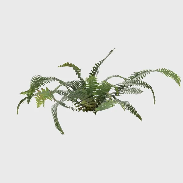 3D Rendering Giant Fern on WhiteBush of a green forest fern plant. Tropical leaves foliage plant bush floral arrangement nature backdrop isolated on white background