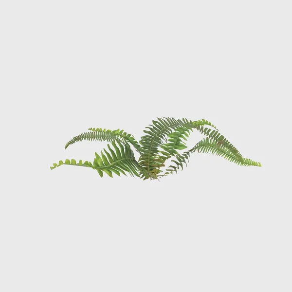 3D Rendering Giant Fern on WhiteBush of a green forest fern plant. Tropical leaves foliage plant bush floral arrangement nature backdrop isolated on white background