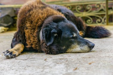 Yerde yatan evsiz köpek