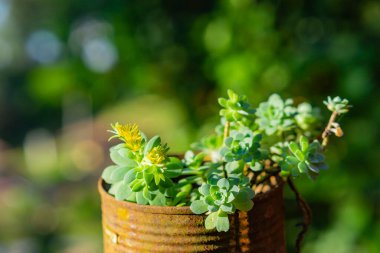 Ahşap bir çitin arkasındaki tencerede taze yeşil yapraklar.