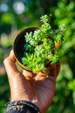 Yeşil çiçekli bir tencerede genç bir kadın
