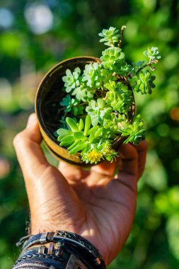 Bir tencerede yeşil bir bitki tutan el.