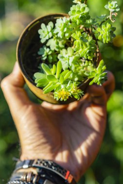 Bir tencerede yeşil bir bitki tutan bir kadın.