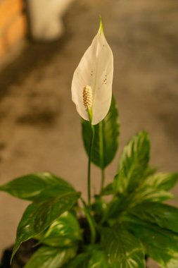 Güzel botanik fotoğrafı, doğal duvar kağıdı.