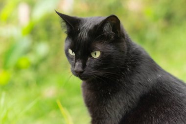 Yeşil gözlü siyah beyaz kedi