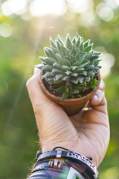 Hand Hält Eine Grüne Pflanze Topf — Stockfoto
