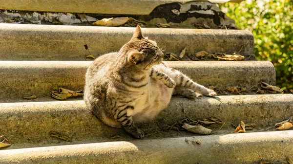 Kedi bankta oturuyor.