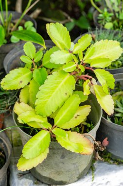 Bahçedeki bir bitkinin yeşil yaprakları