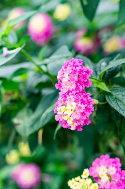 Bahçedeki güzel çiçekler