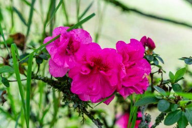 Bahçedeki güzel çiçekler