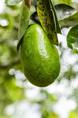 Yeşil mango meyve ağacı üzerinde