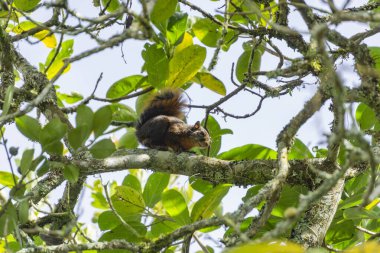 a monkey sits on a branch of a tree in the forest
