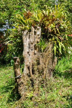 Ormandaki bir ağacın yeşil yaprakları