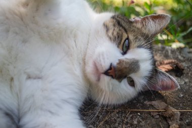 Bahçedeki beyaz kedi