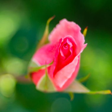 Bahçede güzel pembe bir gül