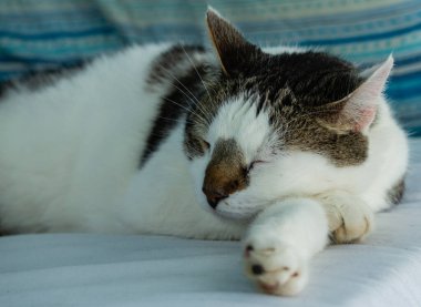 Yatakta uyuyan sevimli kedi.