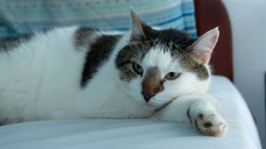 kedi yatakta uyuyor.