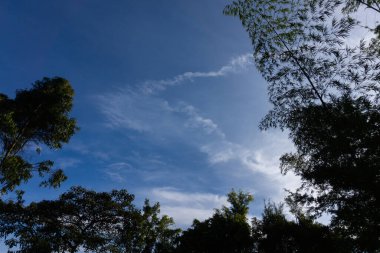 Ormanın güzel manzarası