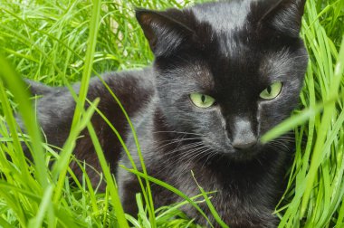 black cat with green eyes on grass