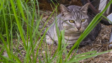 Çimlerdeki kedi