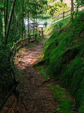 Ormanın güzel manzarası