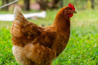 Çiftlikte tavuk