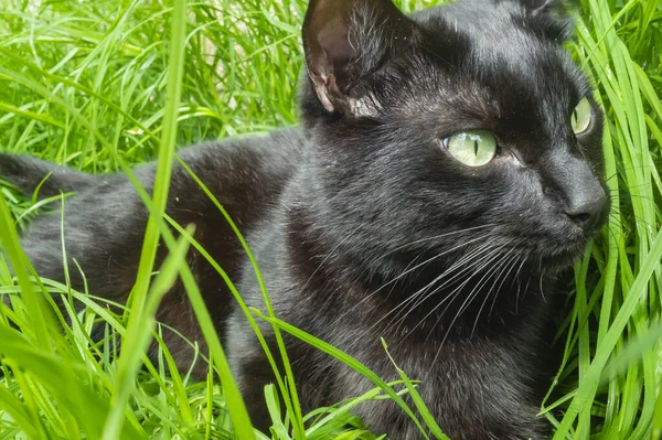 Yeşil çimenlerin üzerinde kara kedi