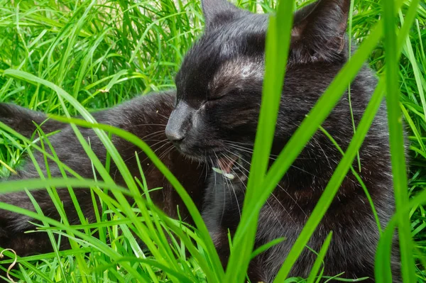 Çimlerde siyah beyaz kedi