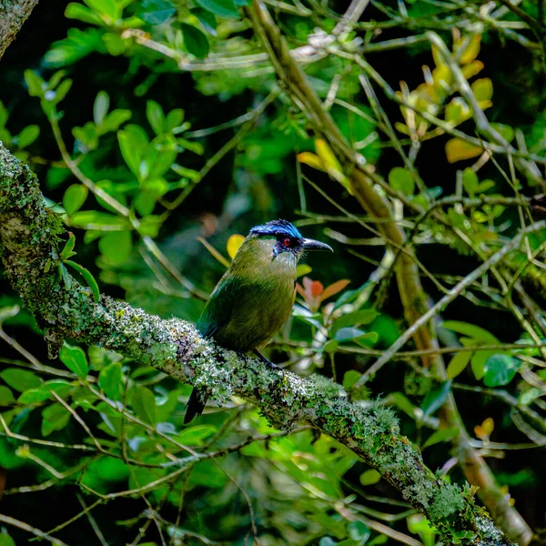 a closeup shot of a beautiful bird in the forest