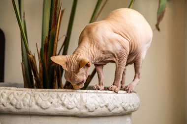 Büyük gözlü bir kedi.