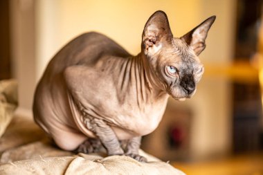 Büyük kedisi olan sfenks kedisi.