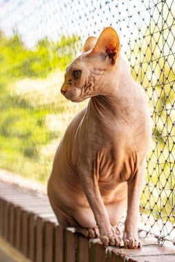 Şişko kedi yerde oturuyor.